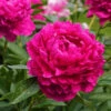 Karl Rosenfield Peony 1 Karl Rosenfield Peony -Brighter Blooms Karl Rosenfield Peony BB 600x600 b596a0a5 58ad 4207 8b74 a4a8b8b2d4ce