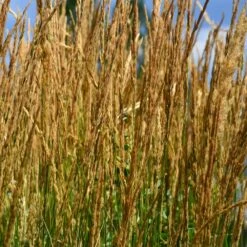 Karl Foerster Grass 8 Karl Foerster Grass -Brighter Blooms Karl Foerster Grass 2