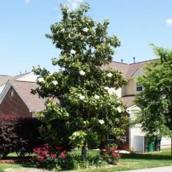 Kay Parris Magnolia 7 Kay Parris Magnolia -Brighter Blooms Kay Parris 1 BB