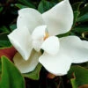 Kay Parris Magnolia -Brighter Blooms Kay Parris BB 600x600 f54ea578 b534 41cc 95ea 358287d3a0cf