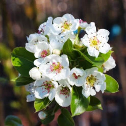 Kieffer Pear Tree -Brighter Blooms Kieffer pear 6