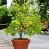 Kishu Mandarin Tree 1 Kishu Mandarin Tree -Brighter Blooms Kishu Mandarin Tree BB 600x600 7574b30f 13c1 463c bea3 81a4c8603fa3