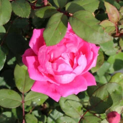 Pink Knock Out® Rose Tree -Brighter Blooms Knockout Rose Tree Pink BB