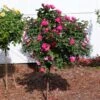 Pink Knock Out® Rose Tree -Brighter Blooms Knockout Rose Tree Pink BB 600x600 4ddd45a2 1bb4 456e a857 b5016d6ef2ee