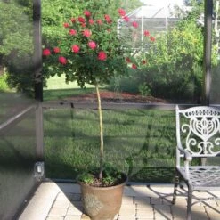 Knock Out® Rose Tree -Brighter Blooms Knockout Rose Tree Red 1 BB