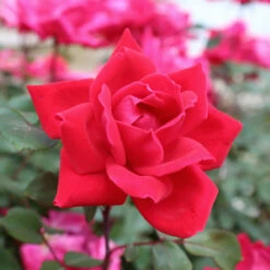 Knock Out® Rose Tree -Brighter Blooms Knockout Rose Tree Red 3 BB
