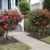 Knock Out® Rose Tree -Brighter Blooms Knockout Rose Tree Red BB 600x600 a0aa39fa 1782 4707 8783 1a4ccf1e6e3f