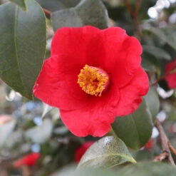 Korean Fire Camellia Shrub -Brighter Blooms Korean Fire Camellia 3