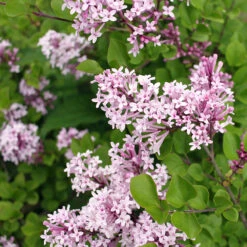 Dwarf Korean Lilac Shrub -Brighter Blooms Korean Lilac 2 BB