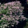 Dwarf Korean Lilac Shrub -Brighter Blooms Korean Lilac BB 600x600 190742a2 fc15 4b9e aa50 a32eeafb3e04