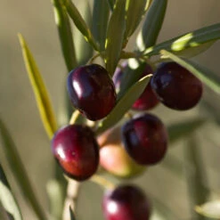 Koroneiki Greek Olive Tree -Brighter Blooms Koroneiki Olive 2 FGT