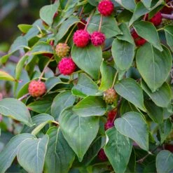 White Kousa Dogwood Tree -Brighter Blooms Kousa Dogwood 1 BB