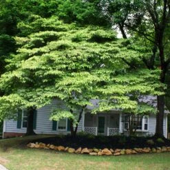 White Kousa Dogwood Tree -Brighter Blooms Kousa Dogwood 4