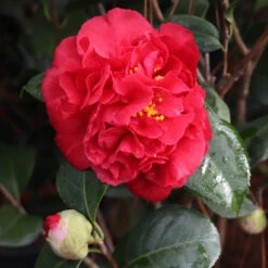 Kramers Supreme Camellia Shrub -Brighter Blooms Kramers Camellia 7 BB