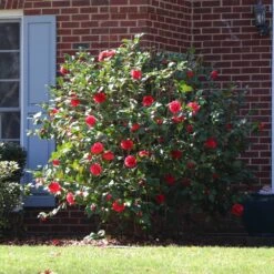 Kramers Supreme Camellia Shrub -Brighter Blooms Kramers Camellia BB 4