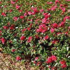 Kramers Supreme Camellia Shrub -Brighter Blooms Kramers Camellia FGT 1
