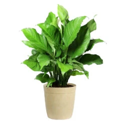 Peace Lily -Brighter Blooms LIL PEA.10 Beige Delilah