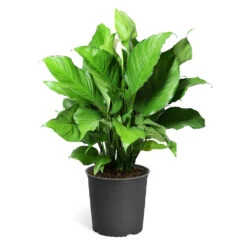 Peace Lily -Brighter Blooms LIL PEA.10 standard pot