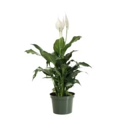 Peace Lily -Brighter Blooms LIL PEA1