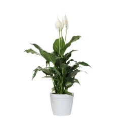 Peace Lily -Brighter Blooms LIL PEA1 delilah white