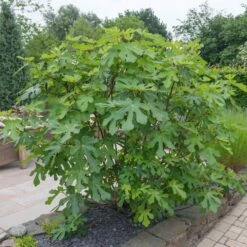 LSU Purple Fig Tree -Brighter Blooms LSU Fig 4 BB
