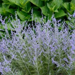 Lacey Blue Russian Sage -Brighter Blooms Lacey Blue Russian Sage 1