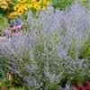 Lacey Blue Russian Sage -Brighter Blooms Lacey Blue RussianSage BB 600x600 0b54ae93 7ee8 4d82 b3d6 db8d7ed984ac