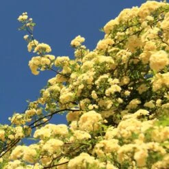 Lady Banks Climbing Rose -Brighter Blooms Lady Banks Rose 2 BB