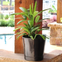 Lady Palm Tree -Brighter Blooms Lady Palm 10