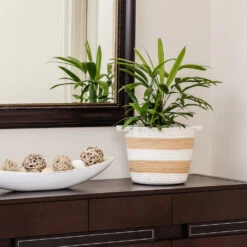 Lady Palm Tree -Brighter Blooms Lady Palm 2 BB