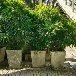 Lady Palm Tree -Brighter Blooms Lady Palm 5 BB