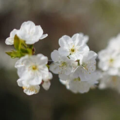 Lapins Cherry Tree -Brighter Blooms Lapins Cherry Tree