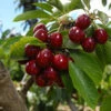 Cherry Pollinator Pack -Brighter Blooms Lapins Cherry Tree FGT 600x600 cc1d9981 e85a 4577 8954 1eacc37b60dc