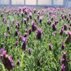 Lavender Standard Topiary Tree -Brighter Blooms Lavender Trees 1