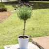 Lavender Standard Topiary Tree -Brighter Blooms Lavender Trees 600x600 2
