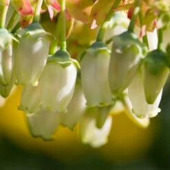 Legacy Blueberry Bush 11 Legacy Blueberry Bush -Brighter Blooms Legacy Blueberry 4