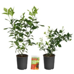 Meyer Lemon + Key Lime Bush Pack -Brighter Blooms Lemon and LimeBushes 2