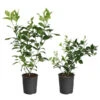 Meyer Lemon + Key Lime Bush Pack -Brighter Blooms Lemon and LimeBushes 600x600 71d01847 af93 47d6 ac8f 20a3d68f1636