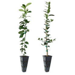 Meyer Lemon + Key Lime Tree Pack -Brighter Blooms Lemon and LimeTrees d268c3cd 4300 412f 9783 d496fc7fca4d