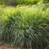 Lemon Grass 1 Lemon Grass -Brighter Blooms Lemon Grass BB 600x600 3855177b bcf3 41c3 93e2 a813de7ec778