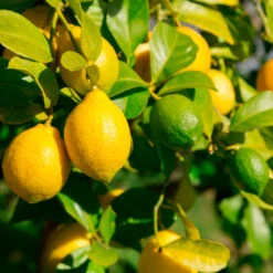 Lemon-Lime Citrus Bush 7 Lemon-Lime Citrus Bush -Brighter Blooms Lemon Lime Tree 2 30adbf10 efca 42d2 82f9 f766f25e222b