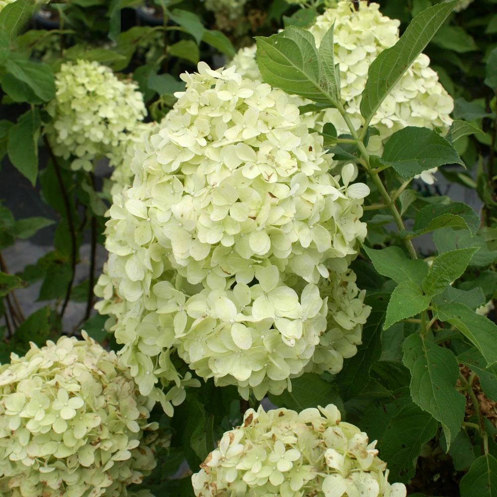 Limelight Hydrangea Shrub 6 Limelight Hydrangea Shrub - Image 4
