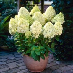 Limelight Hydrangea Shrub 10 Limelight Hydrangea Shrub -Brighter Blooms Limelight Hydrangea 4 BB