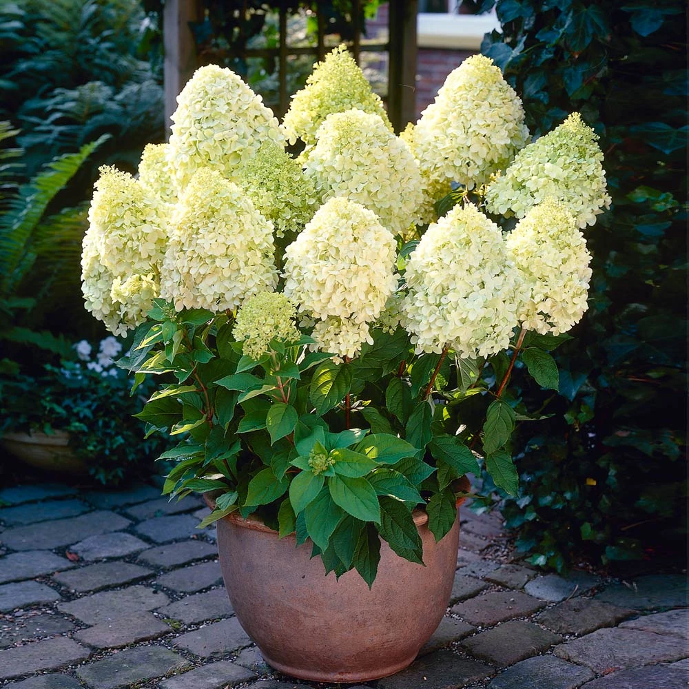 Limelight Hydrangea Shrub 5 Limelight Hydrangea Shrub - Image 3