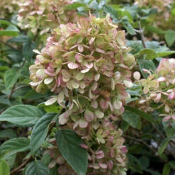 Limelight Hydrangea Tree -Brighter Blooms Limelight Hydrangea Tree 4 BB