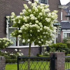 Limelight Hydrangea Tree -Brighter Blooms Limelight Hydrangea Tree 5 BB