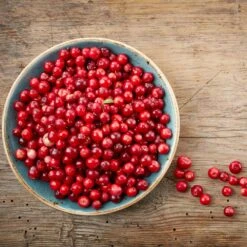 Lingonberry Plant -Brighter Blooms Lingonberry 1 BB