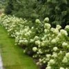 Little Lime® Hydrangea Shrub -Brighter Blooms Little Lime Hydrangea 1 BB 600x600 cf28c7d9 e2c7 4e7e be26 599f7b0f6f5b