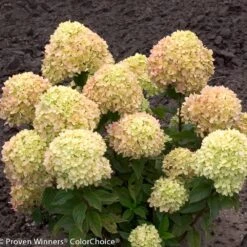 Little Lime® Hydrangea Shrub -Brighter Blooms Little Lime Hydrangea 2 BB