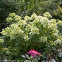 Little Lime® Hydrangea Shrub -Brighter Blooms Little Lime Hydrangea 3 BB